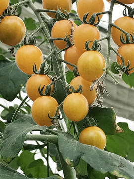 黄金西红柿