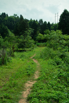 乡村小路全景