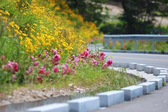 路边野花