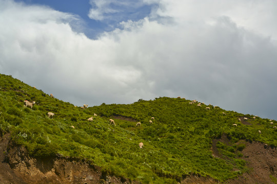 山区牧场