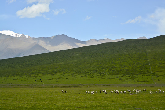 高山草场