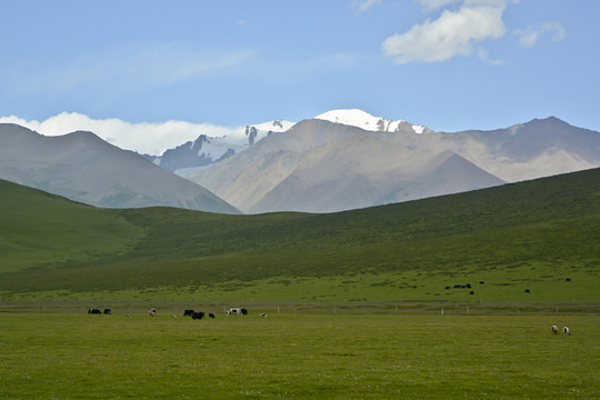 高山牧场