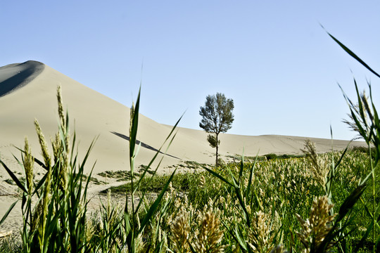 沙漠绿地