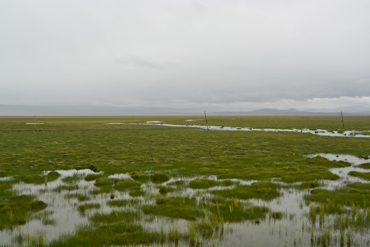 沼泽河道