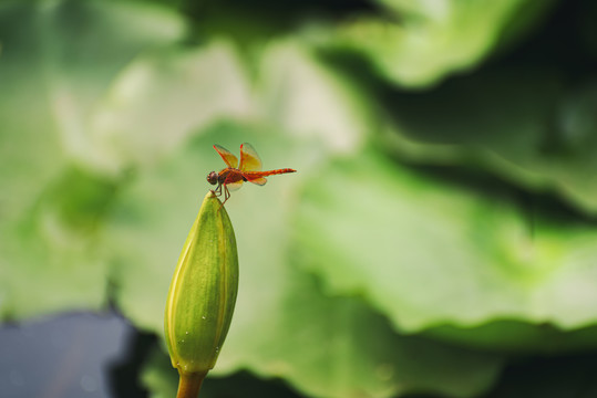 蜻蜓