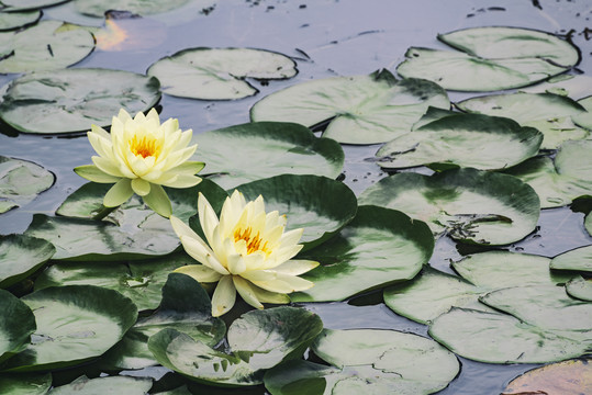 水生植物