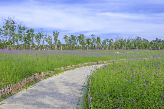 海丝生态公园花田漫道