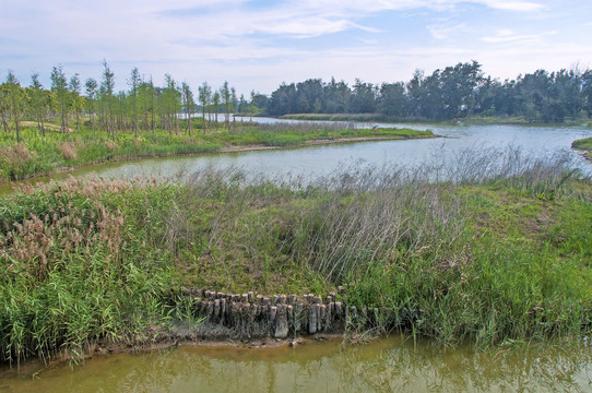 湿地绿岸