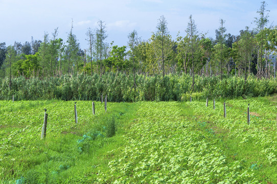 田园故土