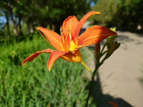 百合花特写