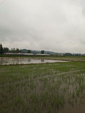 田野