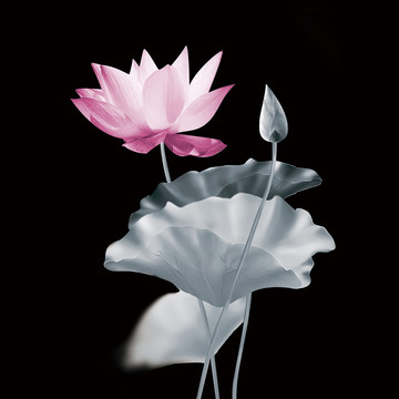 蓮花