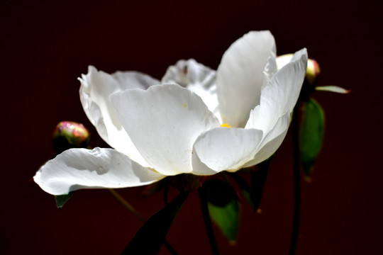 芍药花特写