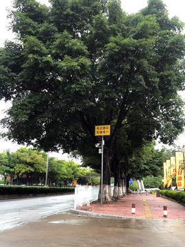 街边树木