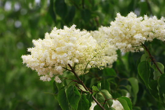 丁香花