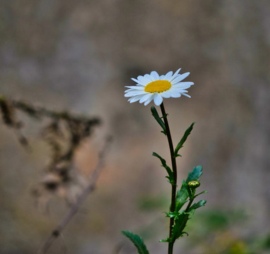 大滨菊