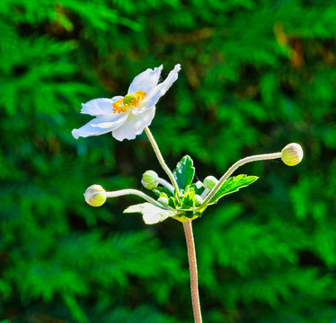 野棉花