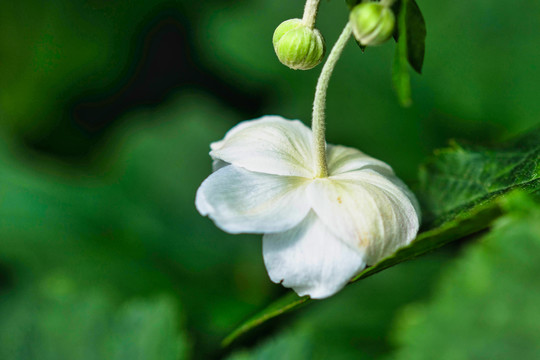 野棉花