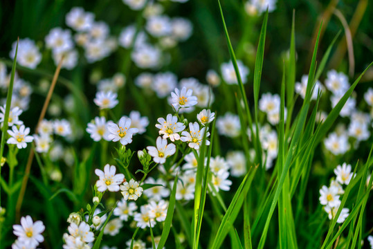 雏菊