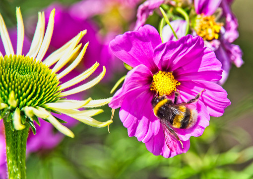 蜜蜂与采花粉