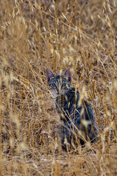 野猫