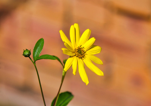 菊芋