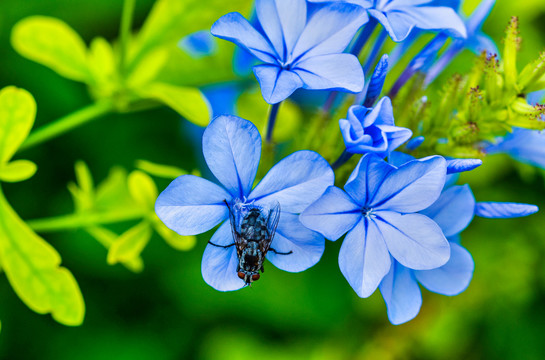 蓝雪花