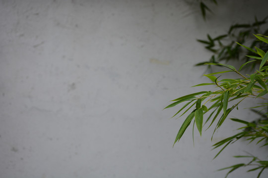 竹叶与灰白的围墙