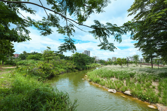 石岩湖公园的小溪