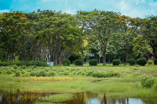 湿地公园湖边的沼泽地