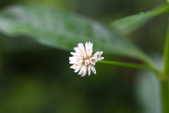 喜旱莲子草