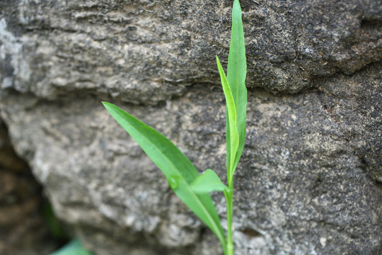 钻叶紫菀