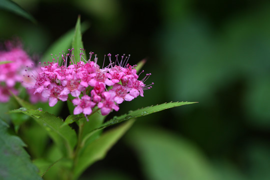 粉花绣线菊