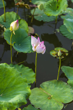 荷花