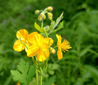 野花