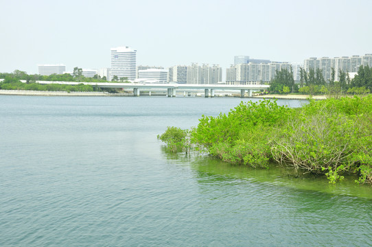 五緣灣濕地公園