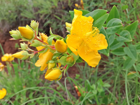 金丝桃花