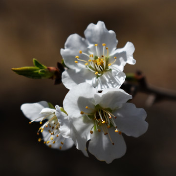 沙果花