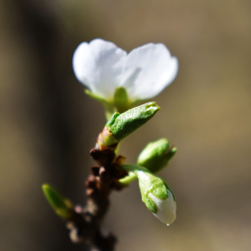 果树花