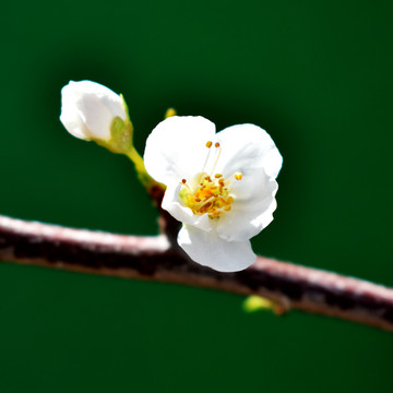 果树花