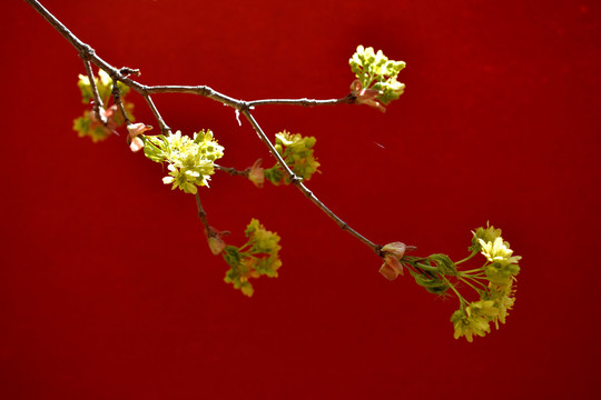 枫树春芽