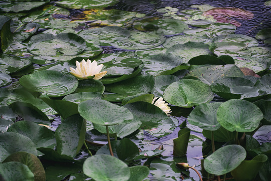 水中睡莲