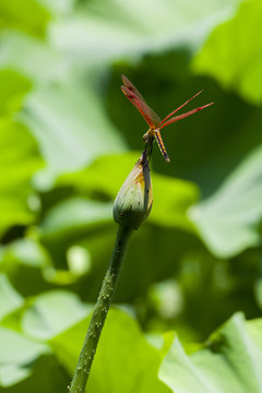 蜻蜓与荷花