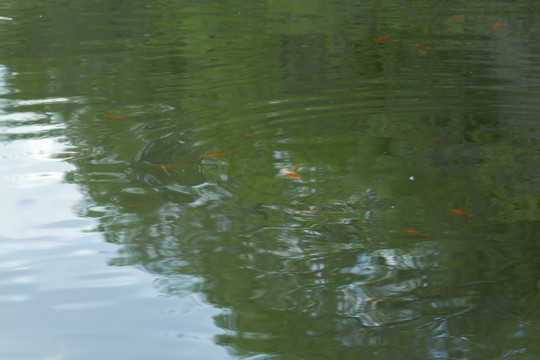 紅與綠水