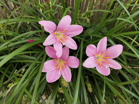 粉色水仙花