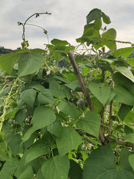 菜园里的四季豆种植