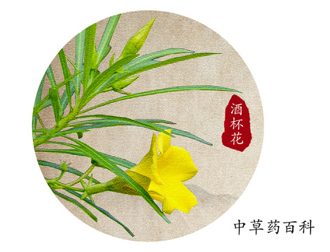 中藥酒杯花