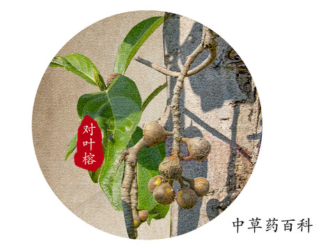 對(duì)葉榕