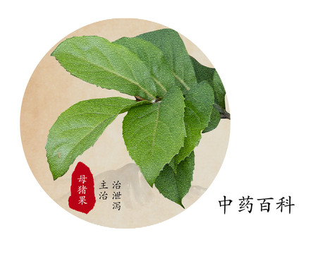 深綠山龍眼