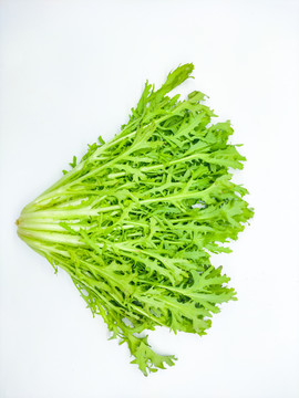 苦葉生菜